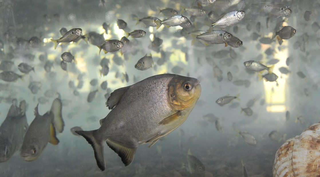 Polícia Militar Ambiental disponibiliza Cartilha do Pescador 2019