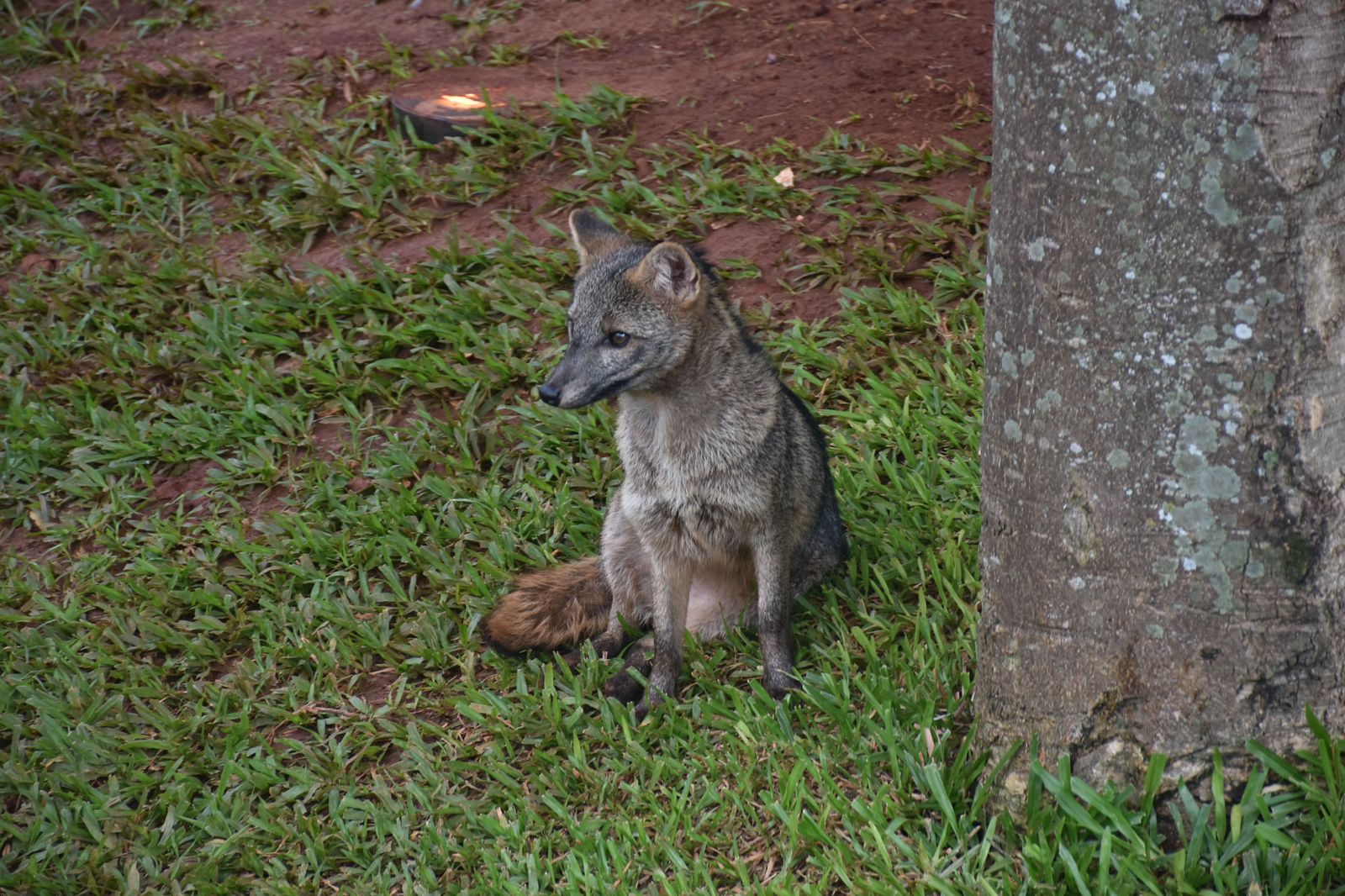 Em programa para animais que não podem voltar à natureza Bioparque