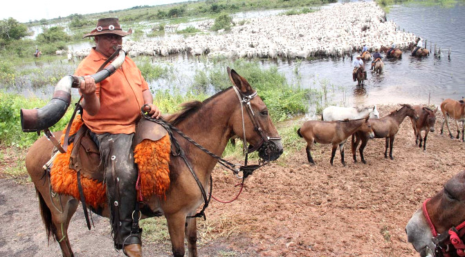 Cavalgar com uma verdadeira comitiva boiadeira é possível no Pantanal  sul-mato-grossense – Turismo MS