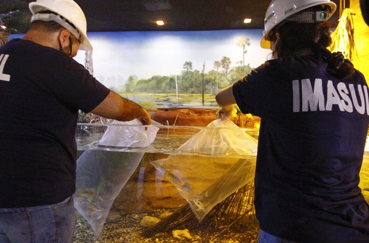 Com Protocolos Técnicos Aquário Do Pantanal Recebe Primeiros Peixes Portal Do Governo De Mato