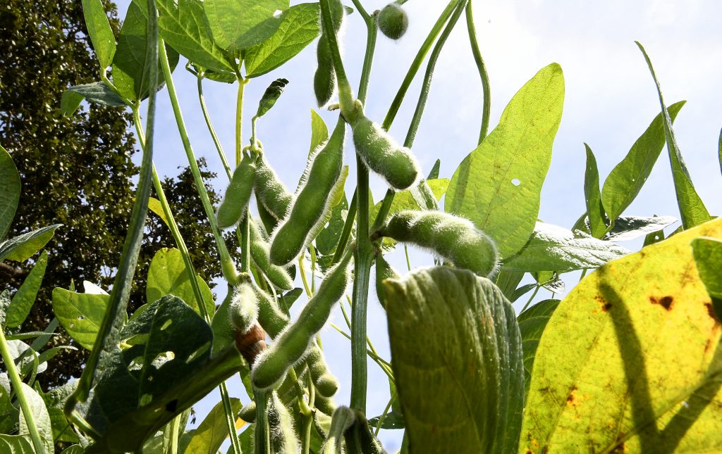 Produção agrícola de Mato Grosso do Sul deve chegar a 75,3 milhões de toneladas na safra 2024/25