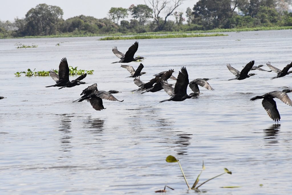 Pantanal Biguas Foto Bruno Rezende 01 COP 28: Governo de MS vai a Dubai para fortalecer trabalho focado em meta do Carbono Neutro