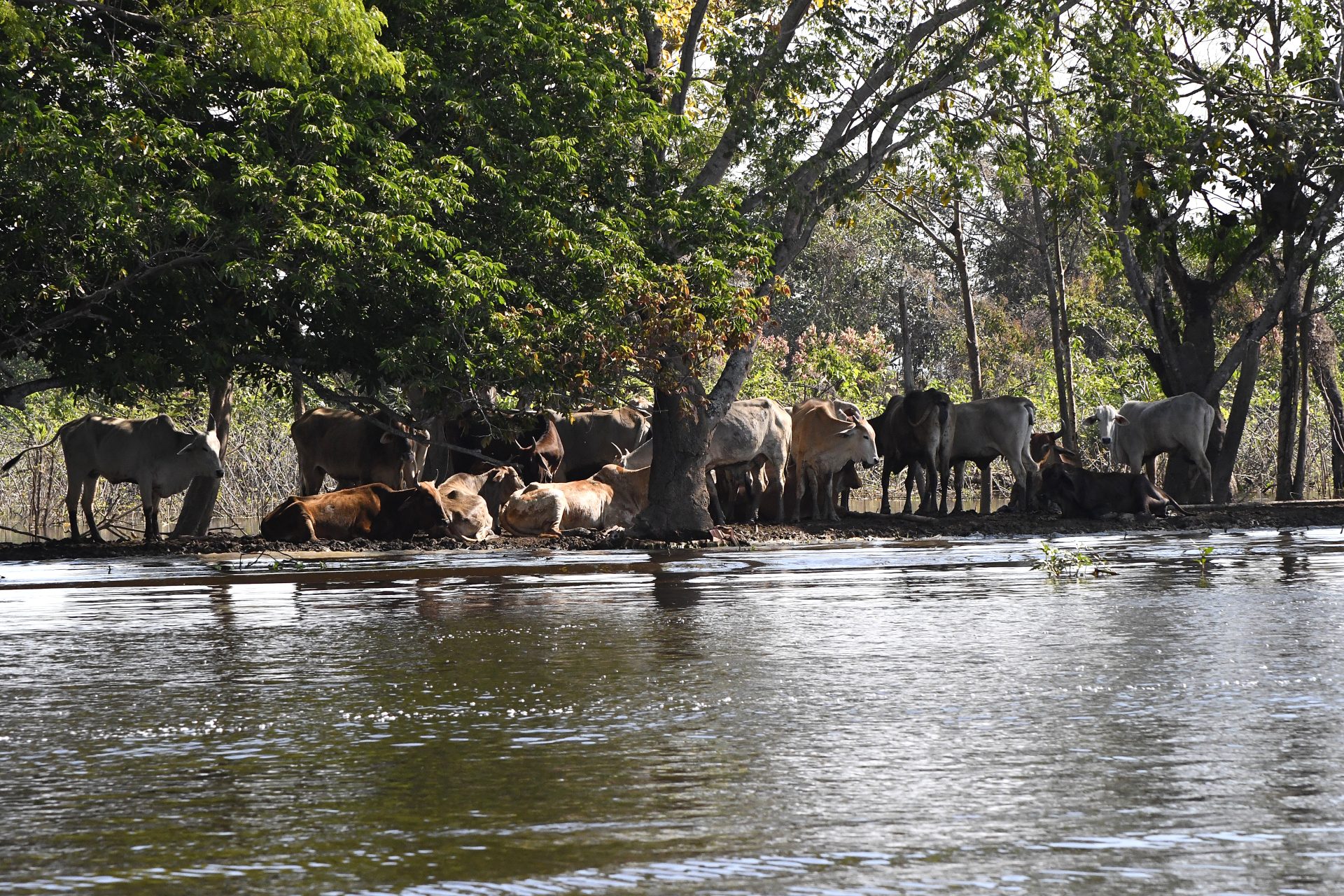 Pantanal Gado Foto Bruno Rezende scaled Lei do Pantanal: proposta entregue prevê ampliar proteção e reduzir desmatamento
