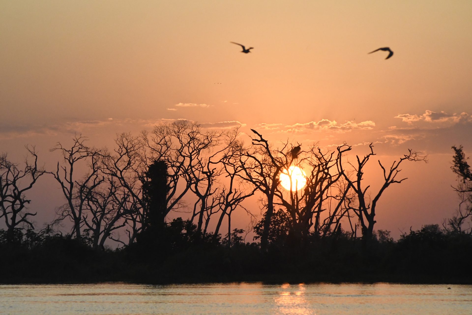 Instrumento para preservação e desenvolvimento: Lei do Pantanal tem reconhecimento de entidades e ONGs