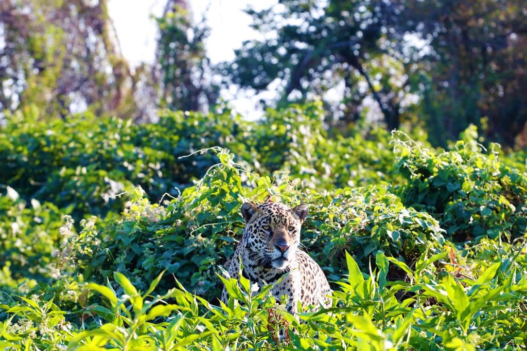 Projeto com certificação de crédito de carbono no Pantanal é inovador e segue política estadual