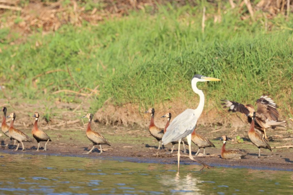 Turismo a partir da observação de aves é discutido no Pantanal de MS em evento histórico