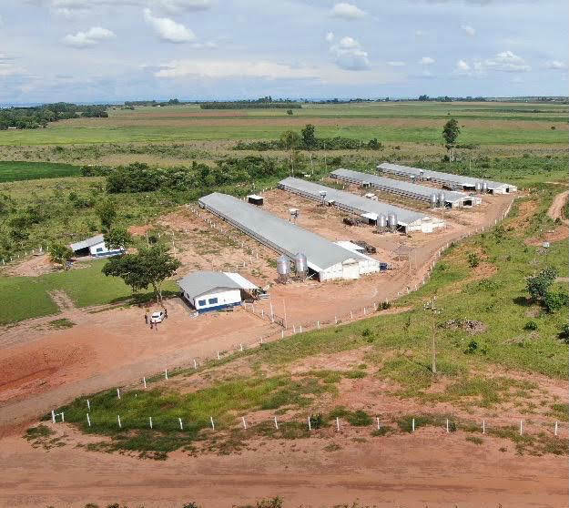 Frango Vida: incentivo a avicultura de MS garante mais de R$ 35 milhões aos produtores e ânimo ao setor