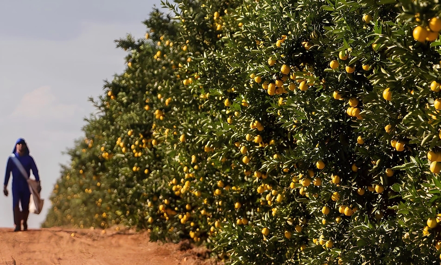 >Produção de citricultura no Estado está em expansão (Divulgação/Fundecitrus)