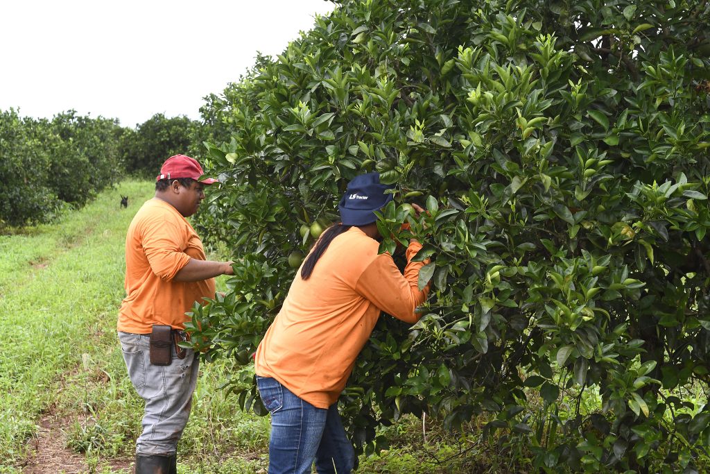 Plantacao de Laranja Foto Bruno Rezende 06 Produtores de laranja encontram em MS ambiente propício e seguro para investir