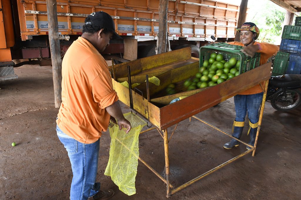 Plantacao de Laranja Foto Bruno Rezende 16 Produtores de laranja encontram em MS ambiente propício e seguro para investir