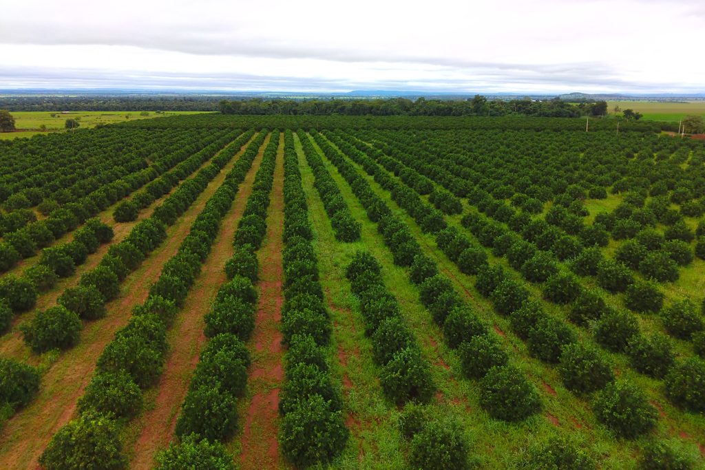 Produtores de laranja encontram em Mato Grosso do Sul ambiente propício e seguro para investir