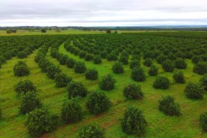 Produtores de laranja encontram em Mato Grosso do Sul ambiente propício e seguro para investir