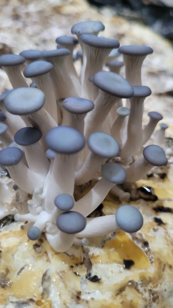 Programa Centelha: Com cogumelos startup Sul-mato-grossense mira mercado de proteínas alternativas