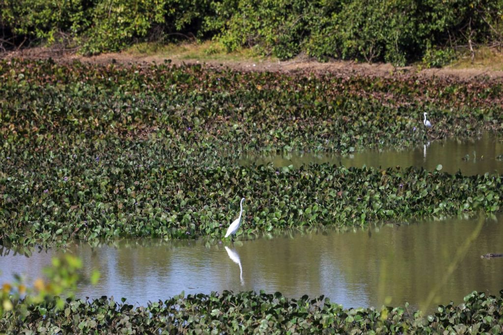 Novo regramento ambiental e monitoramento via satélite ajudam a reduzir supressão vegetal no Pantanal