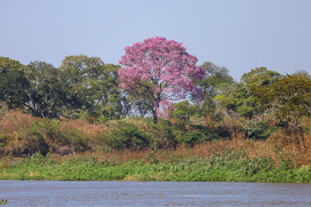 Novo regramento ambiental e monitoramento via satélite ajudam a reduzir supressão vegetal no Pantanal