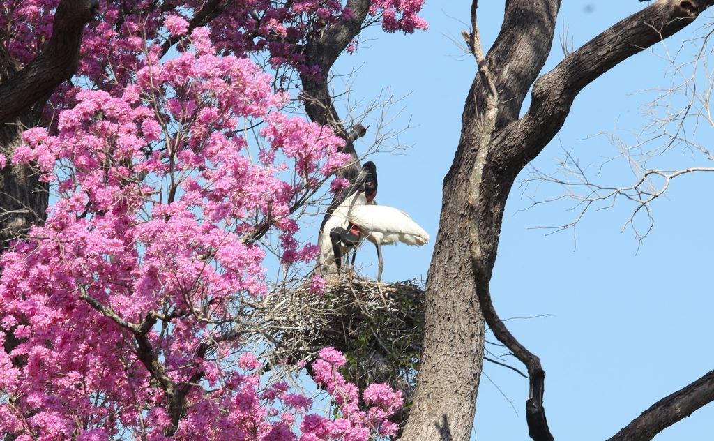 Foto: Reprodução/Secom Mato Grosso do Sul