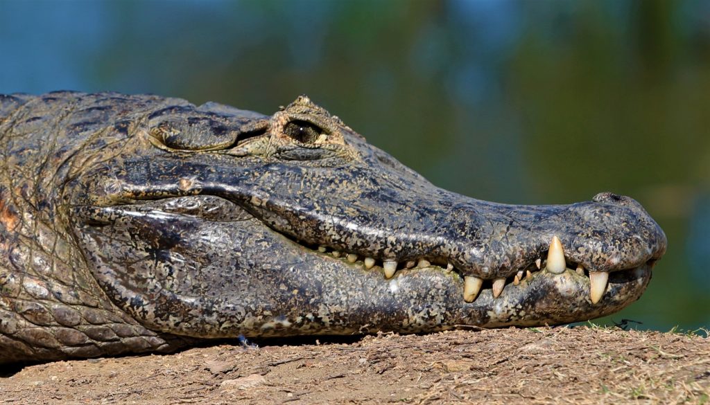 Governo de MS destina R$ 30 milhões a propriedades com vegetação nativa excedente no Pantanal Governo de MS destina R$ 30 milhões a propriedades com vegetação nativa excedente no Pantanal