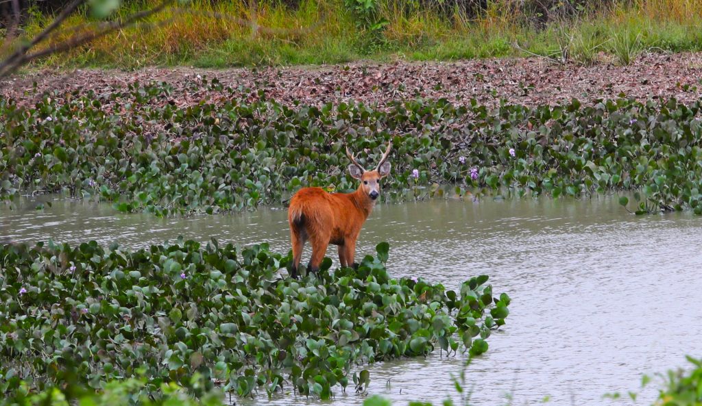 Foto: Reprodução/Secom Mato Grosso do Sul