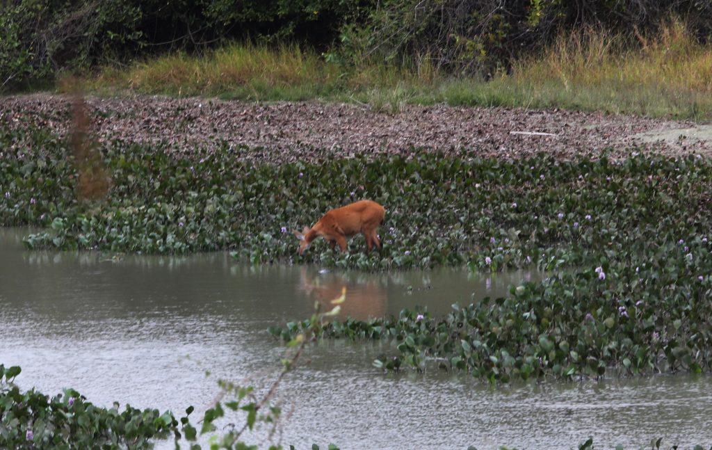 Foto: Reprodução/Secom Mato Grosso do Sul