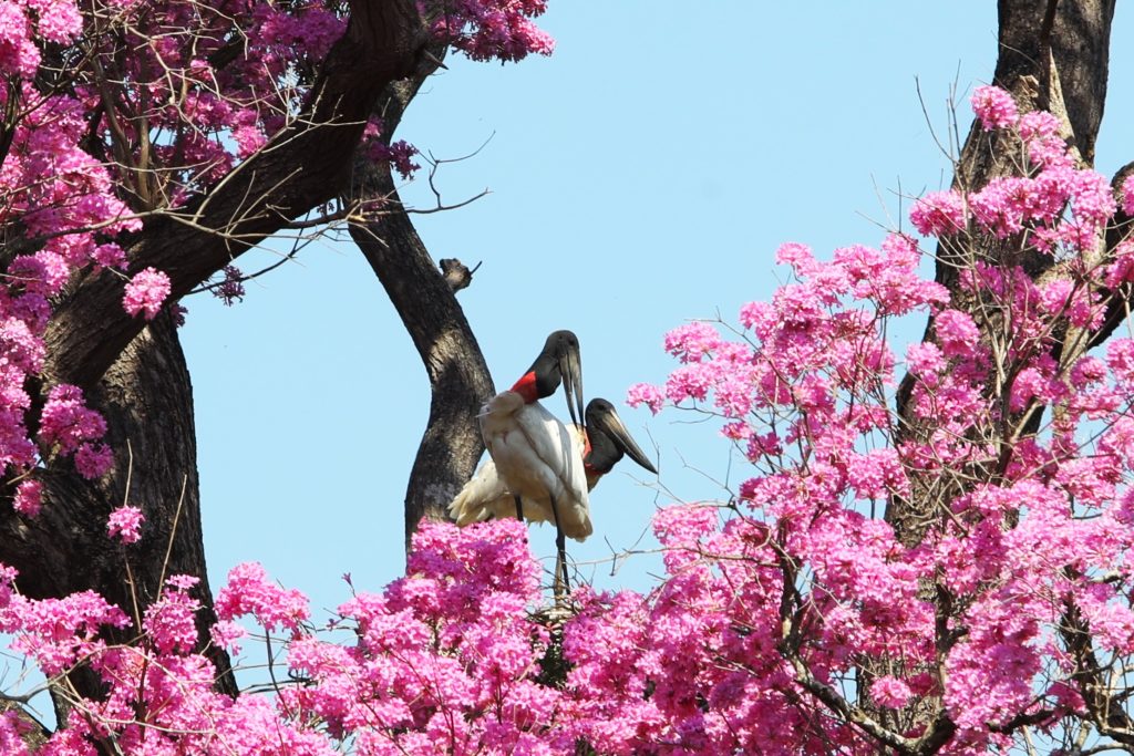 Foto: Reprodução/Secom Mato Grosso do Sul