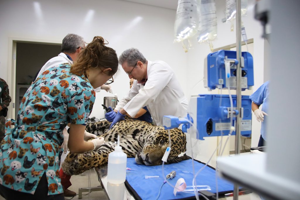 Onças-pintadas Antã e Miranda tem sinais de melhora e hospital realiza hoje manejo delas