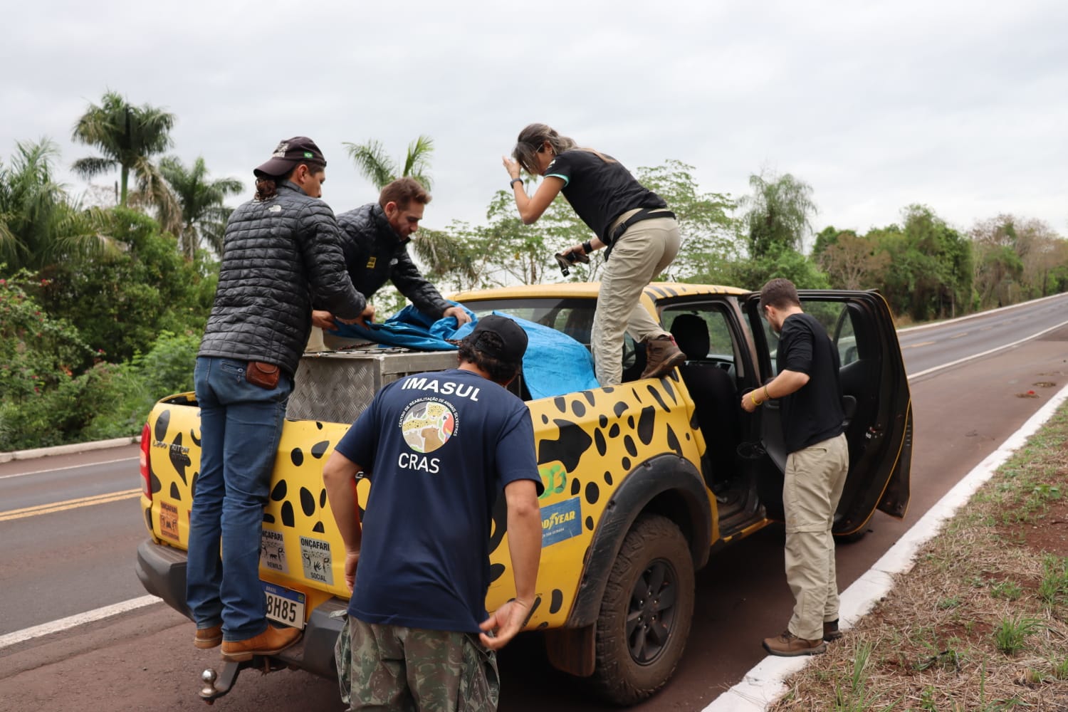 Onça-pintada resgatada em incêndio, volta ao Pantanal de MS após 43 dias de tratamento