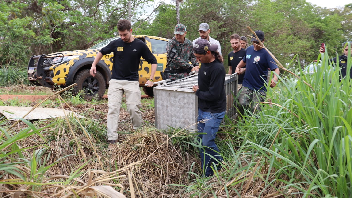 Onça-pintada resgatada em incêndio, volta ao Pantanal de MS após 43 dias de tratamento