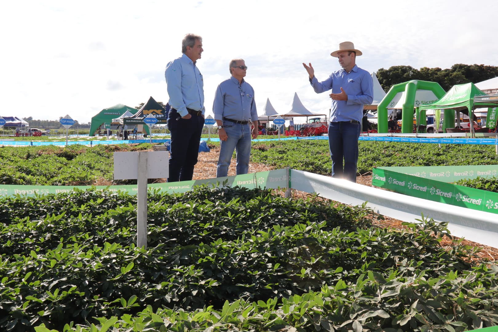 Diversificação agrícola faz o cultivo do amendoim crescer e consolida MS como 2º maior produtor no país