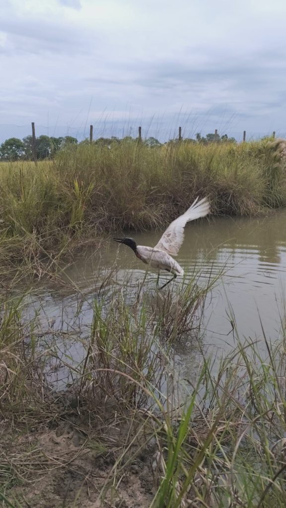 Imasul leva tuiuiú e oito macacos-prego reabilitados no CRAS para ambientação no Pantanal