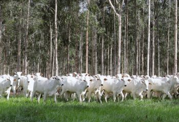 Boi no pasto Foto Saul Schramm