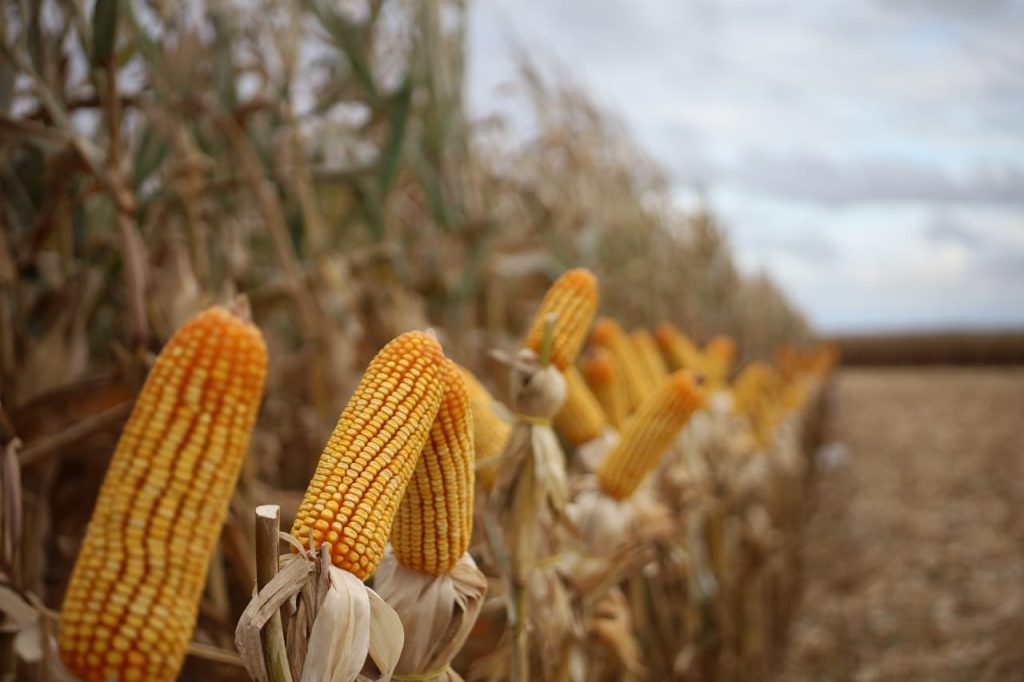 Foto: Reprodução/Secom Mato Grosso do Sul