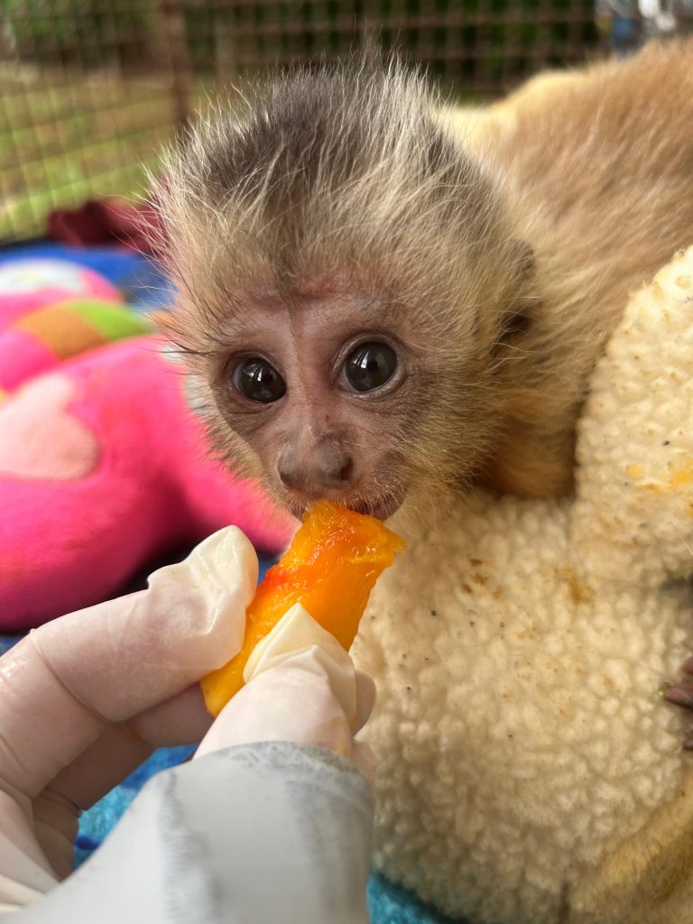 Com chegada do frio, CRAS adapta recintos e reforça estrutura para garantir bem-estar dos animais silvestres
