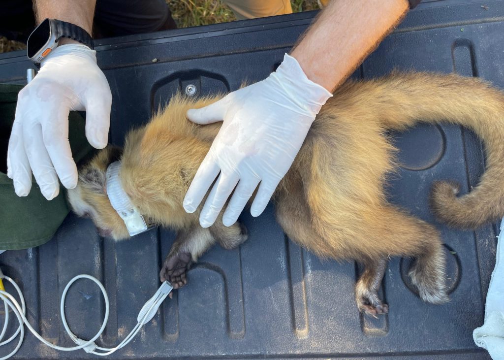De volta para casa: reabilitados no CRAS, animais silvestres retornam à liberdade no coração do Pantanal De volta para casa: reabilitados no CRAS, animais silvestres retornam à liberdade no coração do Pantanal