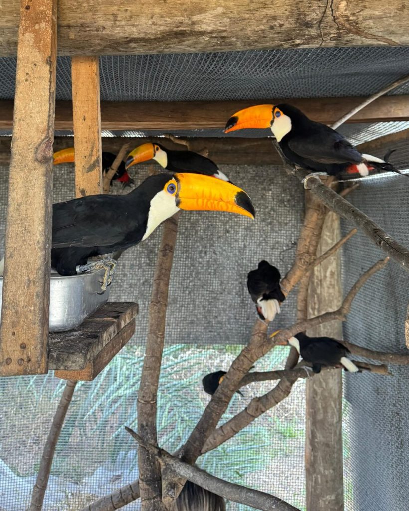 De volta para casa: reabilitados no CRAS, animais silvestres retornam à liberdade no coração do Pantanal De volta para casa: reabilitados no CRAS, animais silvestres retornam à liberdade no coração do Pantanal