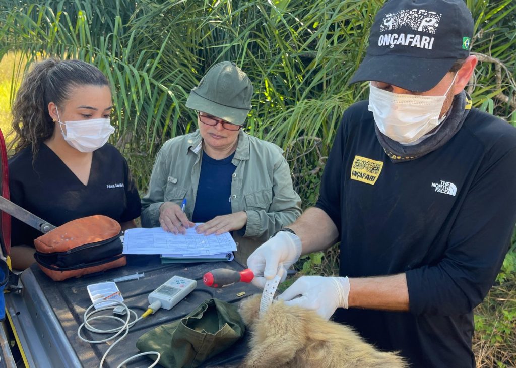 De volta para casa: reabilitados no CRAS, animais silvestres retornam à liberdade no coração do Pantanal De volta para casa: reabilitados no CRAS, animais silvestres retornam à liberdade no coração do Pantanal