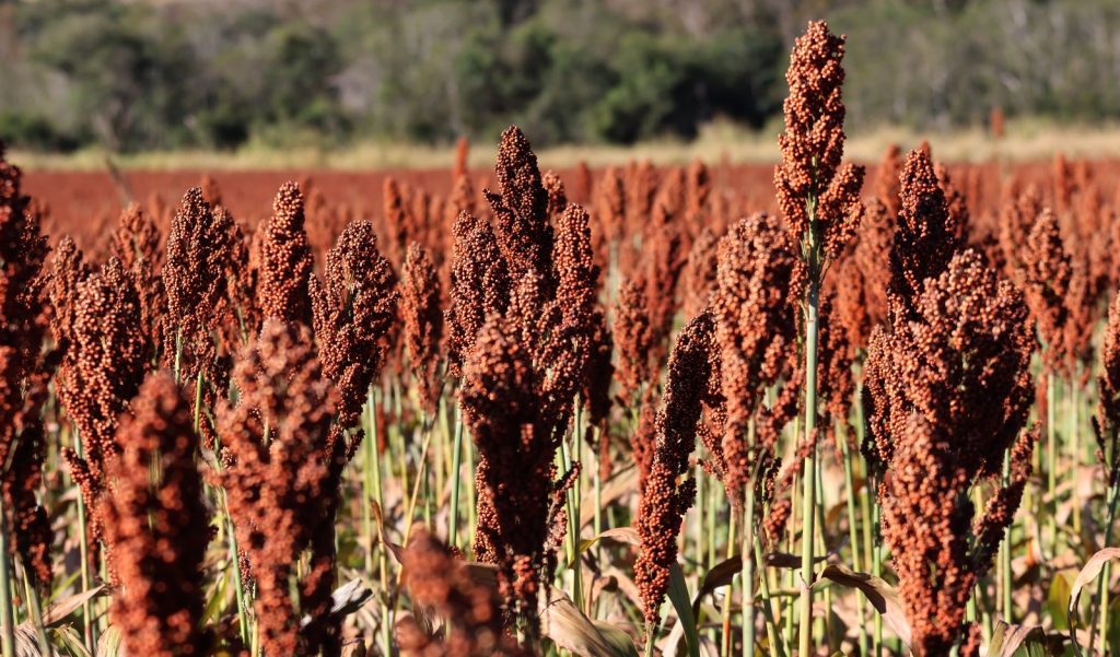 Foto: Reprodução/Secom Mato Grosso do Sul