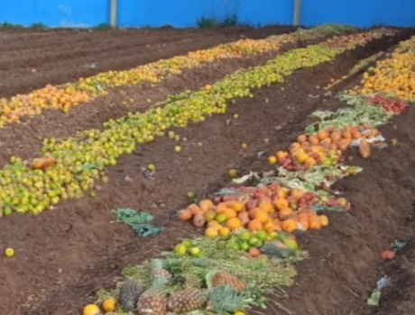 Hortifrutis doados pela Ceasa em MS matam a fome e viram adubo para a comunidade Hortifrutis doados pela Ceasa em MS matam a fome e viram adubo para a comunidade