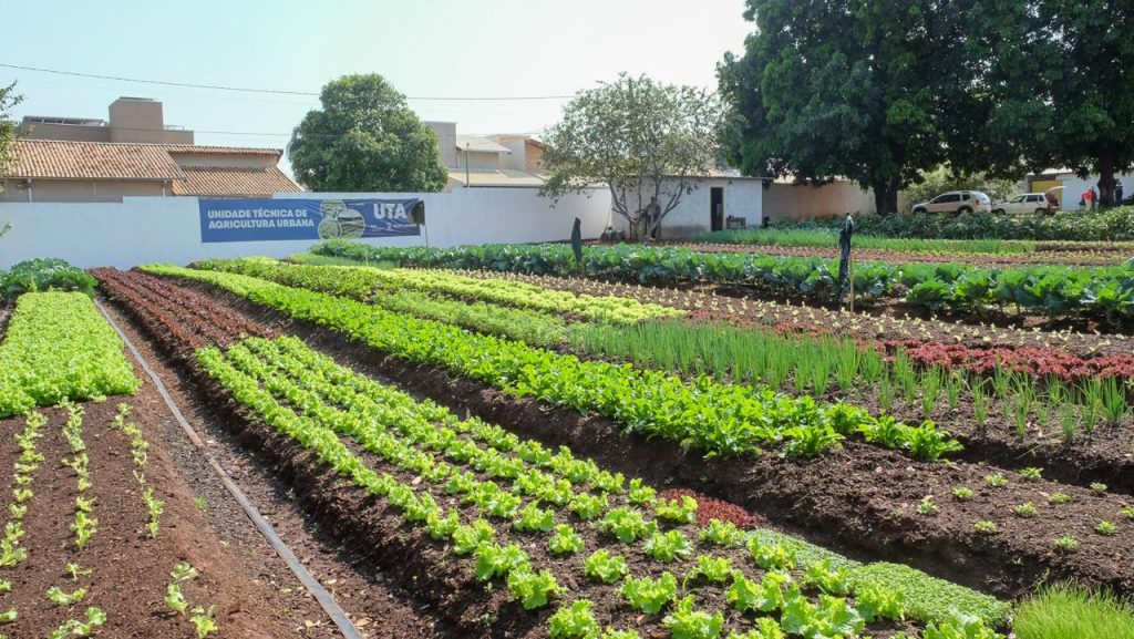 Hortifrutis doados pela Ceasa em MS matam a fome e viram adubo para a comunidade Hortifrutis doados pela Ceasa em MS matam a fome e viram adubo para a comunidade