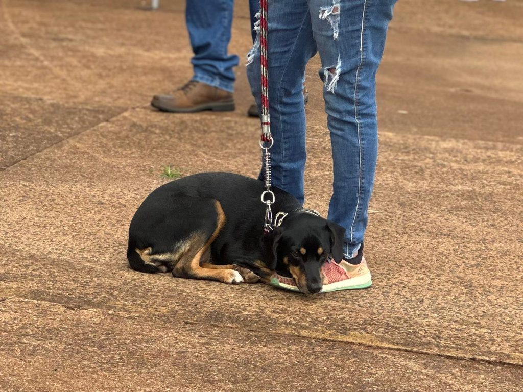Foto: Reprodução/Secom Mato Grosso do Sul