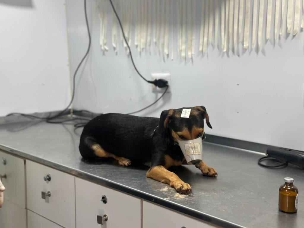 Foto: Reprodução/Secom Mato Grosso do Sul