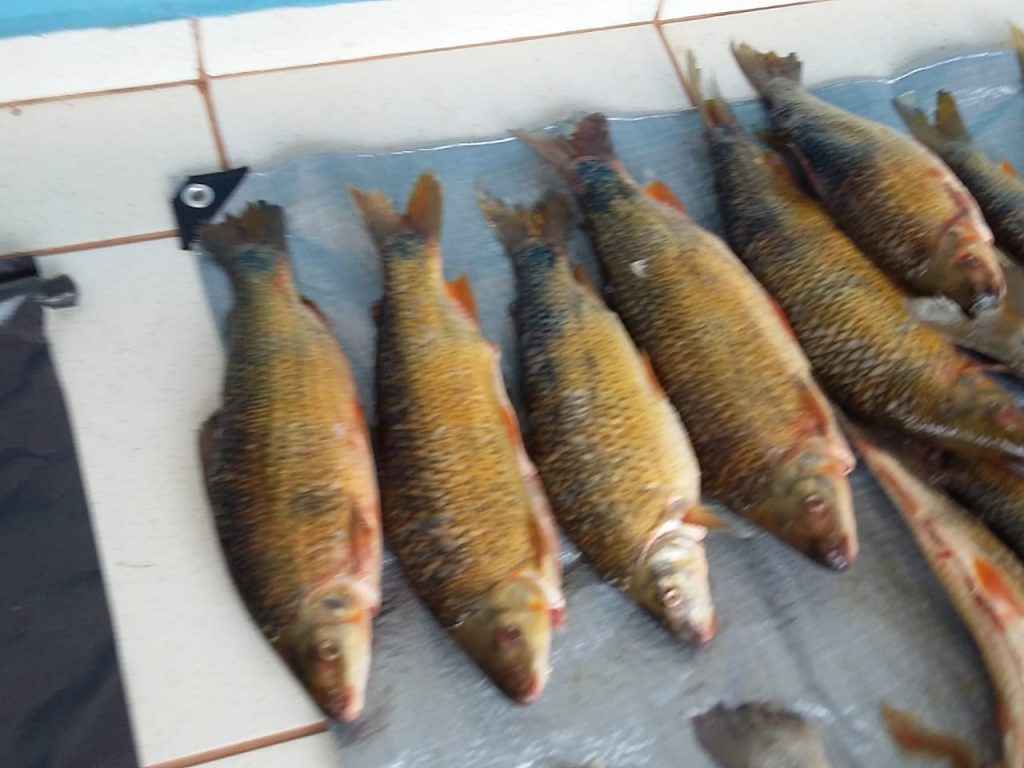 Foto: Reprodução/Secom Mato Grosso do Sul