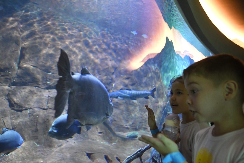 Foto: Reprodução/Secom Mato Grosso do Sul