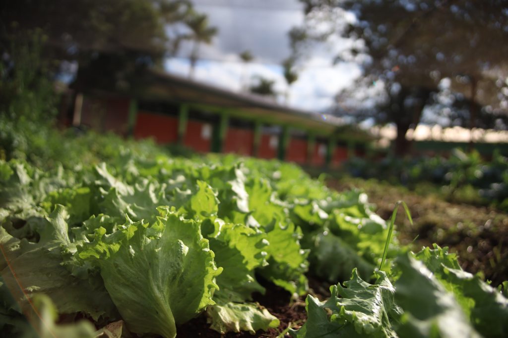 Foto: Reprodução/Secom Mato Grosso do Sul