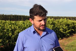 Nova fronteira agrícola: citricultura injeta R$ 2,4 bilhões e diversifica base produtiva em MS