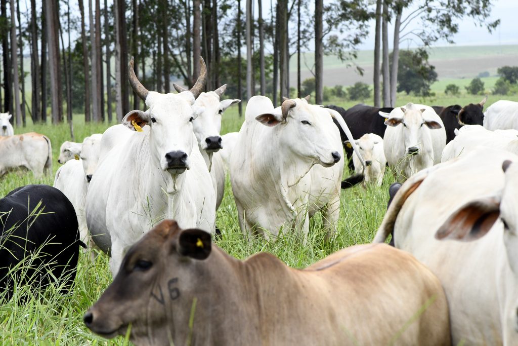Foto: Reprodução/Secom Mato Grosso do Sul