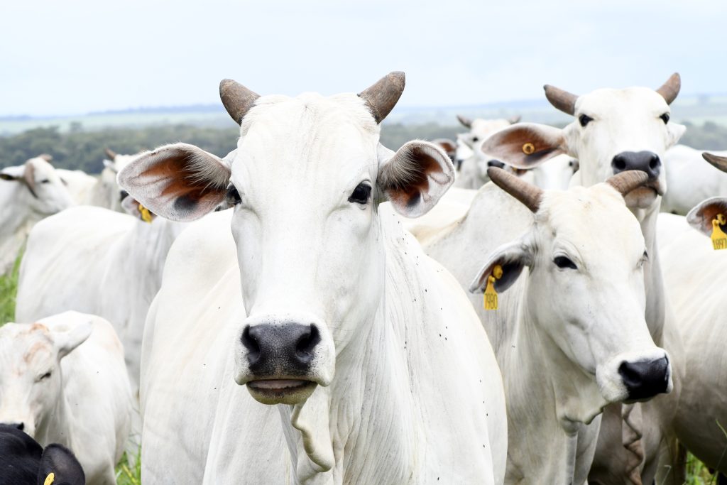 >Pecuária de Mato Grosso do Sul é destaque nacional