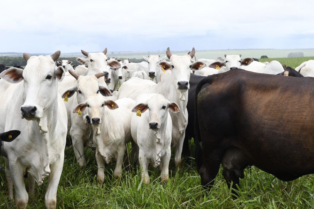 Foto: Reprodução/Secom Mato Grosso do Sul