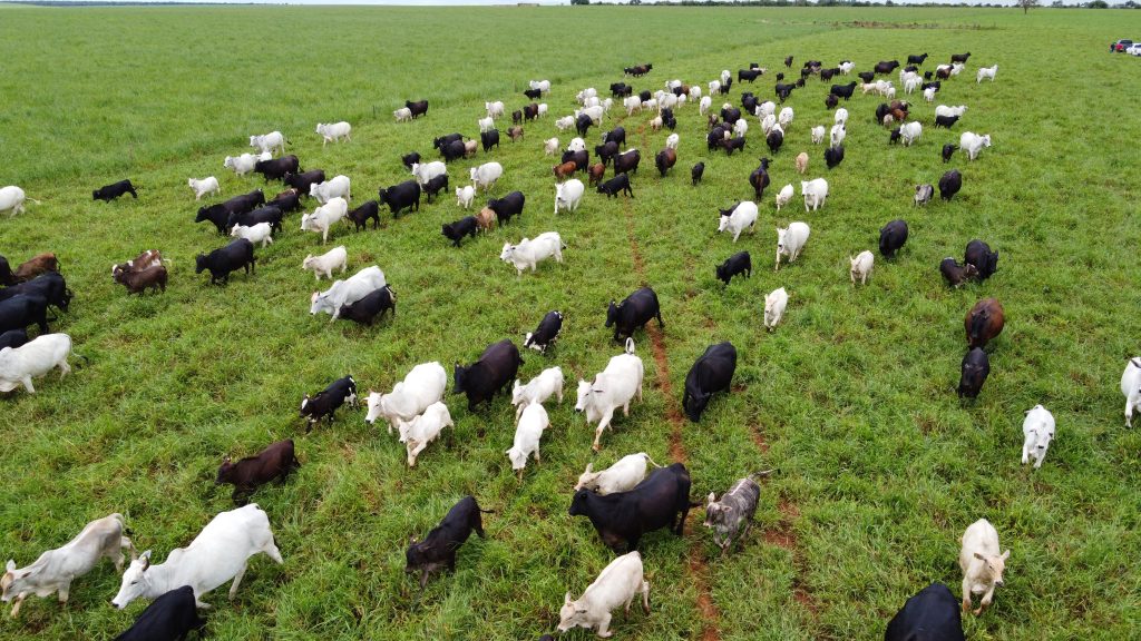 >Criação de bovinos na Fazenda Cachoeirão, em Bandeirantes