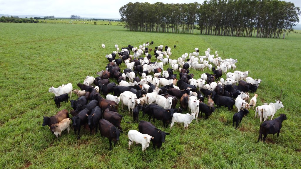 >Fazenda Cachoeirão é um dos exemplos de sucesso em MS
