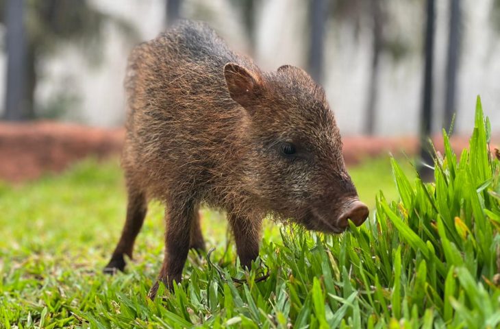 Conheça Flora, fêmea de cateto que não pode voltar à natureza e encontrou no Bioparque Pantanal um novo lar Conheça Flora, fêmea de cateto que não pode voltar à natureza e encontrou no Bioparque Pantanal um novo lar